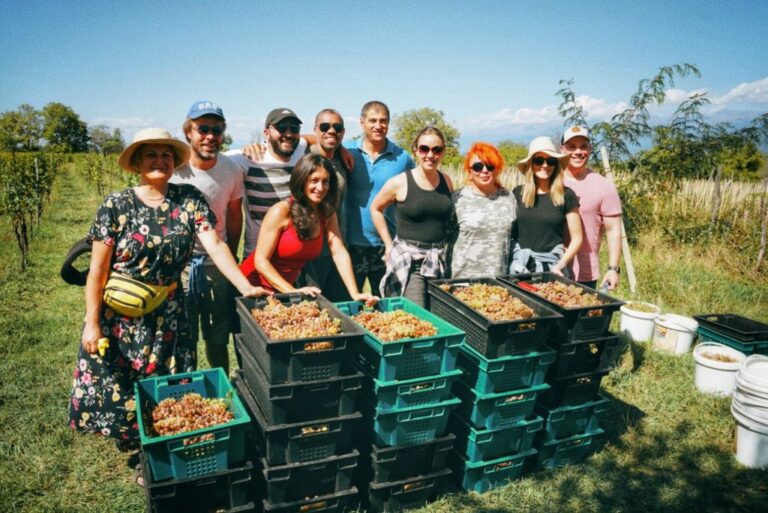 Rtveli Wine Harvest